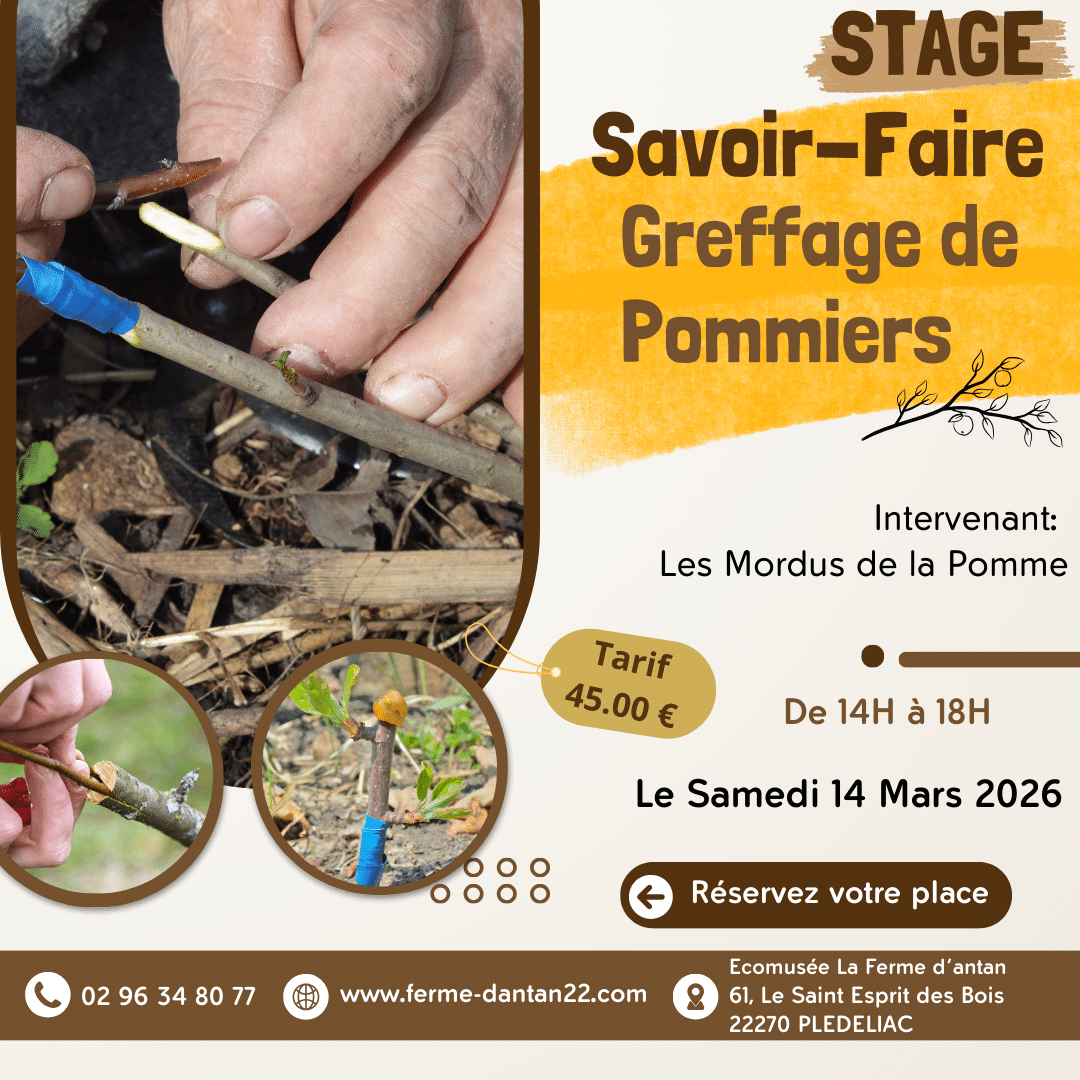 Stage Savoir-Faire Greffage de Pommiers